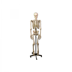 Πρόπλασμα Ανθρώπινου Σκελετού Gima 40120